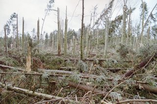 La tempête Lothar a laissé la forêt dévastée, mais les insectes en ont profité. (photo d'archives) KEYSTONE/WALTER BIERI